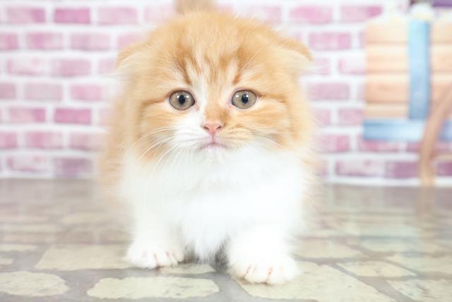 北海道のスコティッシュフォールド (Coo&RIKU函館店/2023年1月29日生まれ/女の子/レッドタビーホワイト)の子猫
