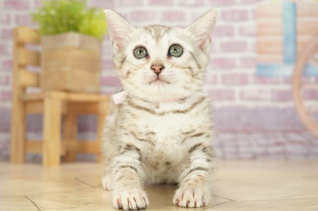 千葉県のベンガル (Coo&RIKU東船橋店/2023年1月28日生まれ/女の子/シルバースポットタビー)の子猫