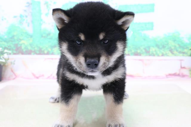 柴犬