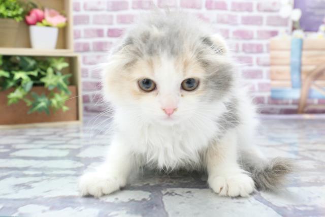 茨城県のスコティッシュフォールド (Coo&RIKU日立店/2023年1月18日生まれ/女の子/ブルーパッチドタビー)の子猫