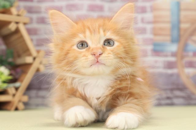 千葉県のメインクーン (Coo&RIKU東船橋店/2023年1月29日生まれ/女の子/レッドタビーホワイト)の子猫