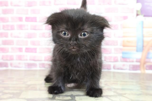 北海道のスコティッシュフォールド (Coo&RIKU函館店/2023年2月5日生まれ/女の子/ブラック(黒))の子猫