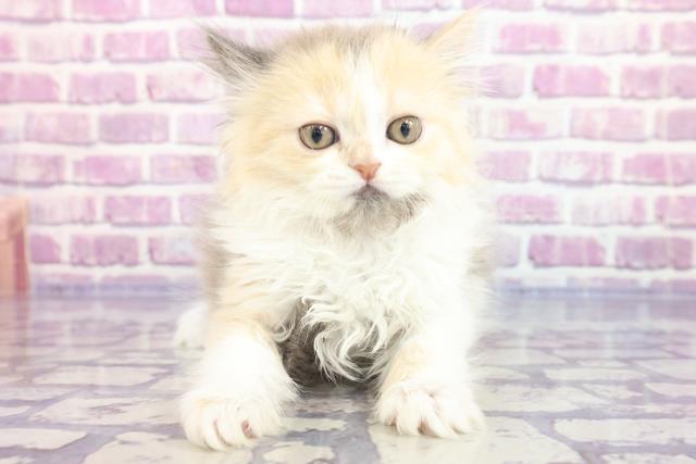 愛知県のラガマフィン (Coo&RIKU春日井店/2023年2月4日生まれ/女の子/ダイリュートキャリコ)の子猫