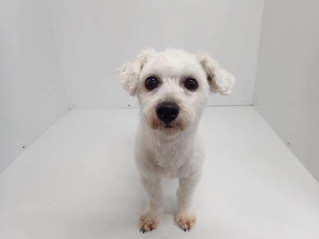 ビション・フリーゼ