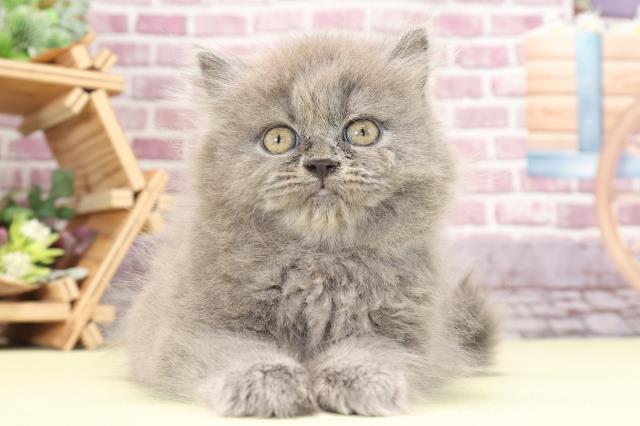 東京都のブリティッシュロングヘアー (Coo&RIKU赤坂店/2023年1月23日生まれ/女の子/ブルー)の子猫