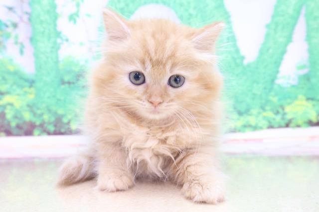 北海道のラガマフィン (Coo&RIKU帯広店/2023年1月31日生まれ/女の子/レッドマッカレルタビー)の子猫