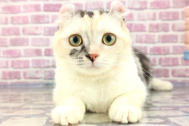 新潟県のアメリカンカール (Coo&RIKU長岡店/2023年1月29日生まれ/女の子/シルバーパッチドタビーホワイト)の子猫