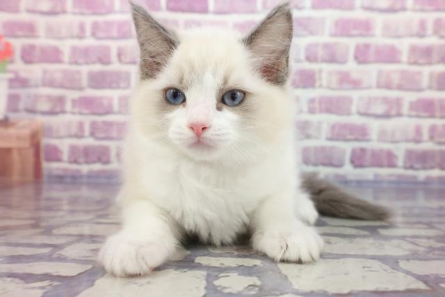 北海道のラグドール (Coo&RIKU函館店/2023年2月4日生まれ/女の子/ブルーポイントバイカラー)の子猫