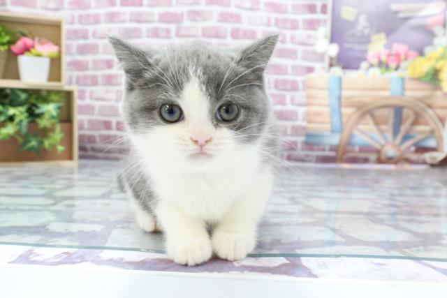 三重県のブリティッシュショートヘアー (Coo&RIKU津高茶屋店/2023年2月1日生まれ/女の子/ブルーホワイト)の子猫