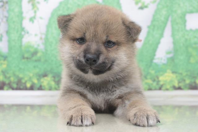 柴犬