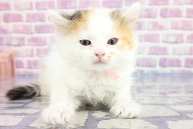 神奈川県のミヌエット (Coo&RIKU長津田店/2023年2月12日生まれ/女の子/キャリコ)の子猫