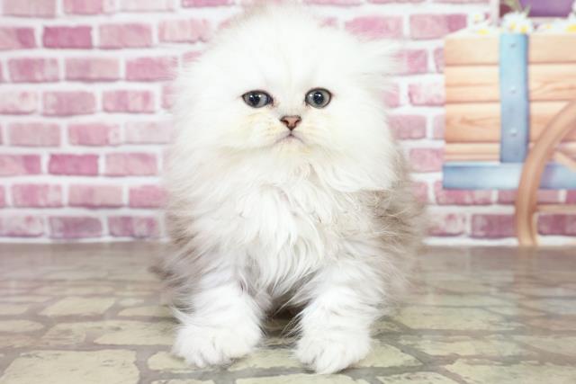 茨城県のペルシャ (Coo&RIKU筑西店/2023年2月7日生まれ/女の子/チンチラシルバー)の子猫