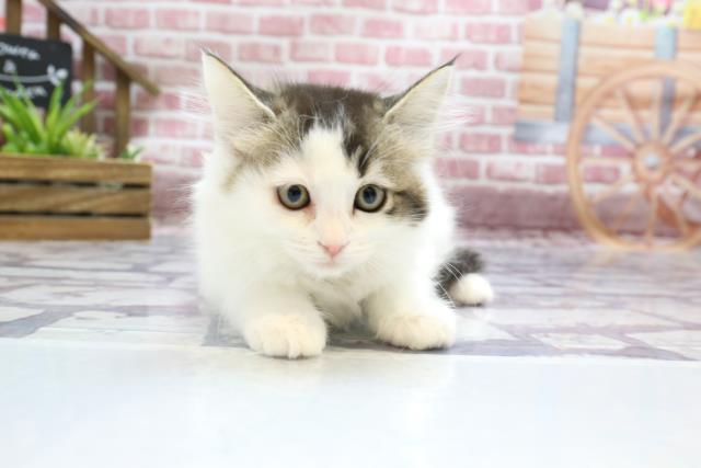 熊本県のキンカロー (Coo&RIKUカリーノ菊陽店/2023年2月7日生まれ/女の子/ブラウンタビーホワイト)の子猫