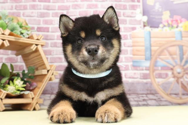 柴犬