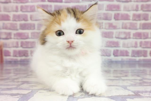 東京都のラガマフィン (Coo&RIKU吉祥寺店/2023年1月30日生まれ/女の子/キャリコ)の子猫