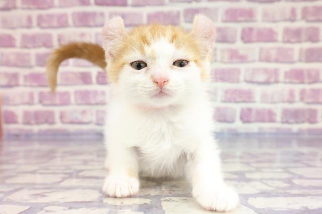 栃木県のアメリカンカール (Coo&RIKUイオンタウン佐野店/2023年2月10日生まれ/女の子/レッドタビーホワイト)の子猫
