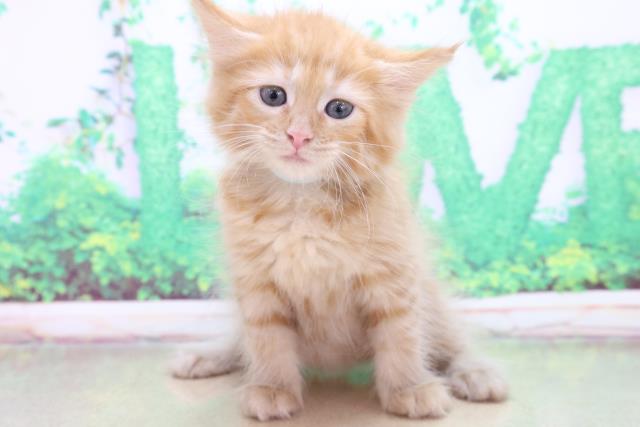 北海道のメインクーン (Coo&RIKU函館店/2023年2月10日生まれ/女の子/レッドタビー)の子猫