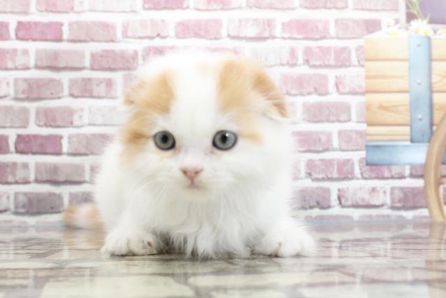 埼玉県のスコティッシュフォールド (Coo&RIKU熊谷ニットーモール店/2023年2月11日生まれ/女の子/レッドタビーホワイト)の子猫