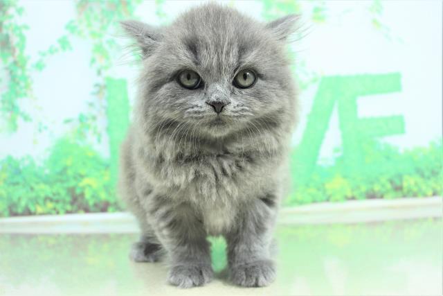 三重県のブリティッシュロングヘアー (Coo&RIKU四日市店/2023年2月13日生まれ/女の子/ブルー)の子猫