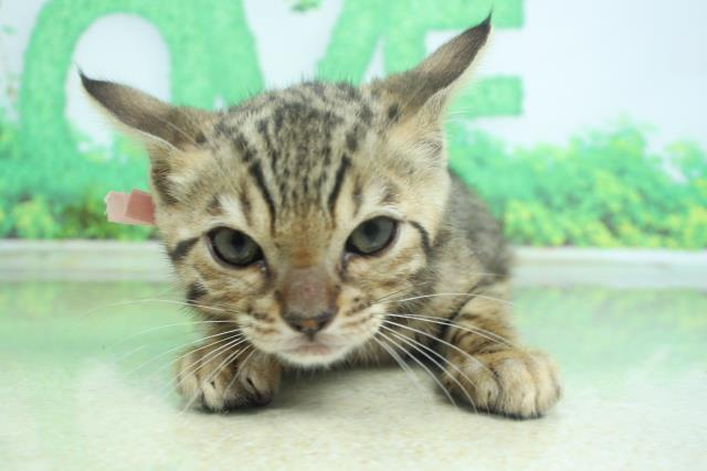 沖縄県のベンガル (Coo&RIKU沖縄浦添店/2023年2月8日生まれ/女の子/ブラウンスポットタビー)の子猫