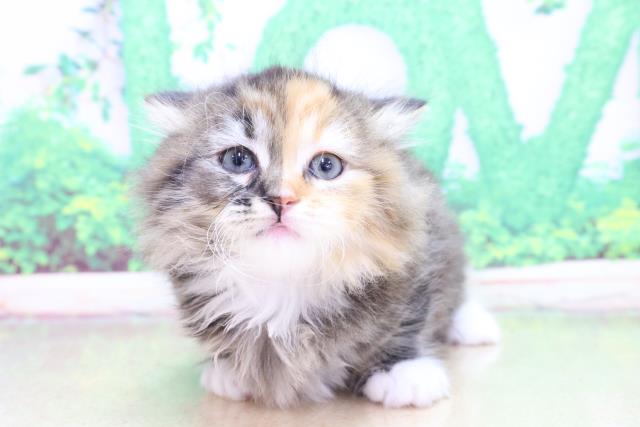長野県のミヌエット (Coo&RIKU長野店/2023年2月13日生まれ/女の子/ブラウンパッチドタビーホワイト)の子猫