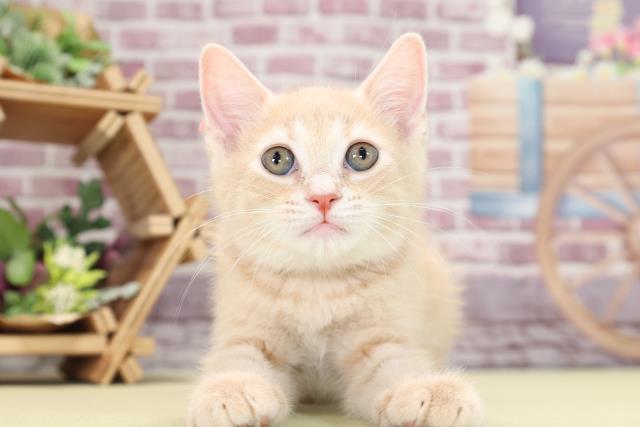 神奈川県のマンチカン (Coo&RIKU相模原店/2023年2月15日生まれ/女の子/クリームタビー)の子猫