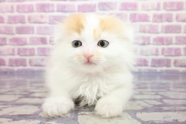 東京都のスコティッシュフォールド (Coo&RIKU秋葉原店/2023年2月19日生まれ/女の子/レッドタビーホワイト)の子猫