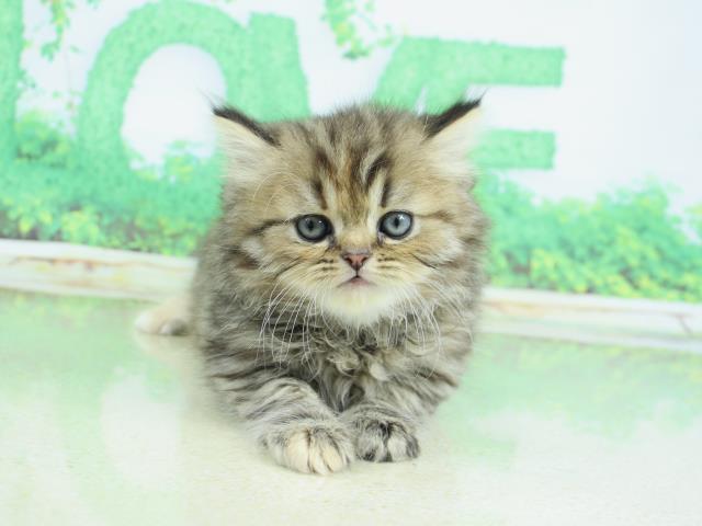 神奈川県のペルシャ (Coo&RIKU相模原店/2023年2月18日生まれ/女の子/シェーデットゴールデン)の子猫