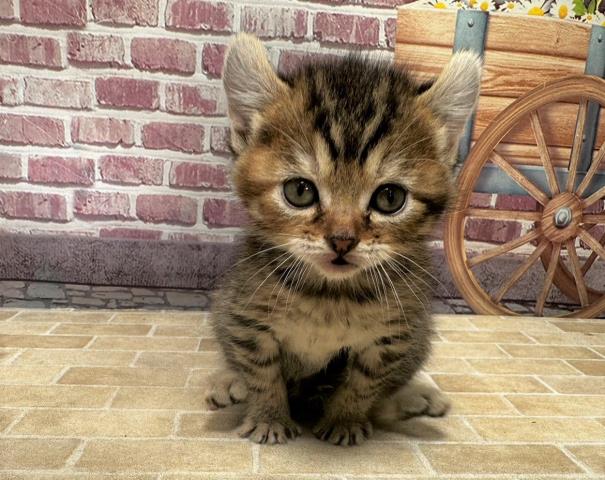 北海道のアメリカンカール (Coo&RIKU函館店/2023年2月18日生まれ/女の子/シルバータビー)の子猫