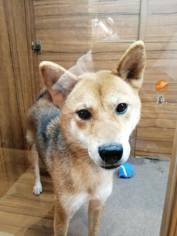 柴犬