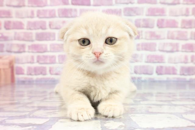 北海道のスコティッシュフォールド (Coo&RIKU函館店/2023年2月21日生まれ/女の子/クリームタビー)の子猫