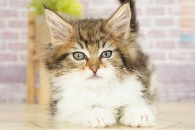 茨城県のメインクーン (Coo&RIKU筑西店/2023年2月17日生まれ/女の子/ブラウンタビーホワイト)の子猫