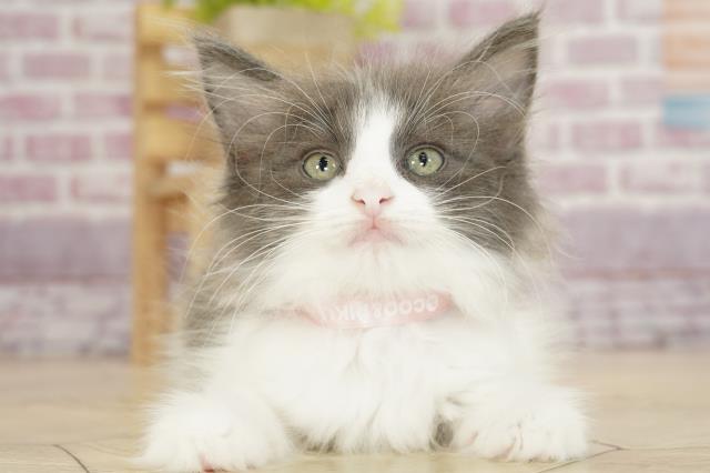 群馬県のノルウェージャンフォレストキャット (Coo&RIKU前橋店/2023年2月19日生まれ/女の子/ブルーホワイト)の子猫
