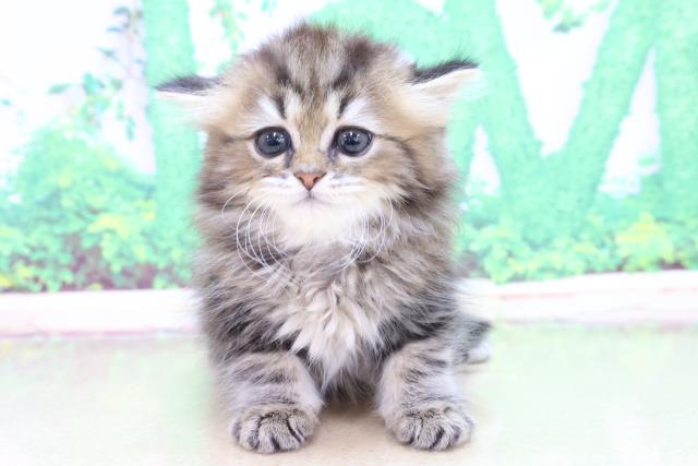 千葉県のペルシャ (Coo&RIKU東船橋店/2023年2月13日生まれ/女の子/シェーデットゴールデン)の子猫