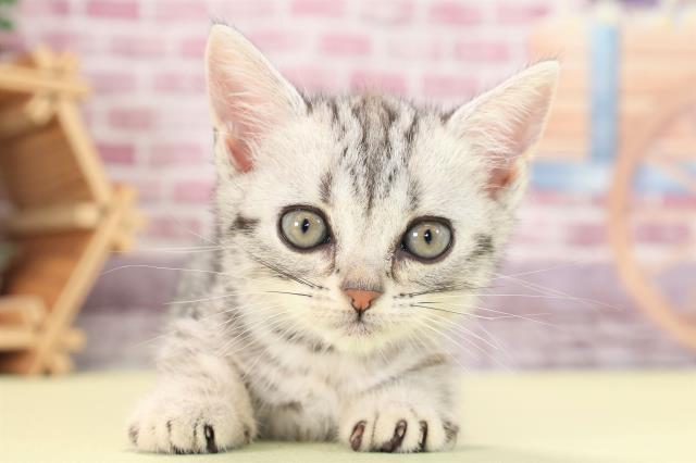 千葉県のアメリカンショートヘアー (Coo&RIKU東船橋店/2023年2月22日生まれ/女の子/シルバータビー)の子猫