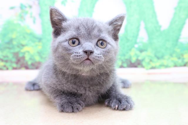 東京都のブリティッシュショートヘアー (Coo&RIKU浅草店/2023年2月23日生まれ/女の子/ブルー)の子猫