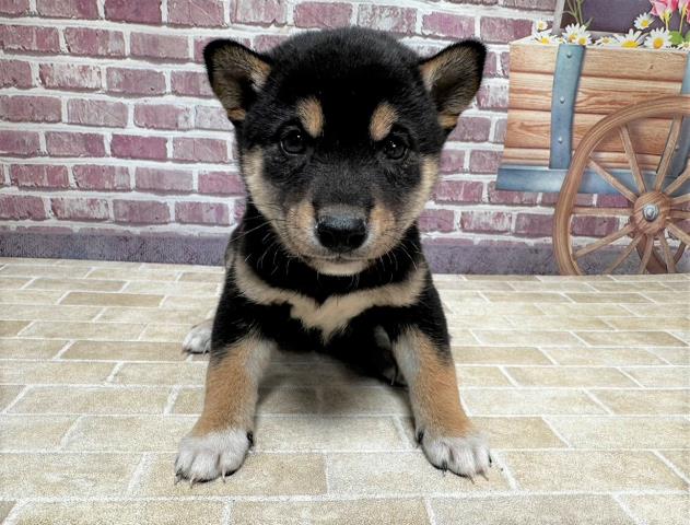 柴犬