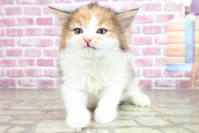 東京都のノルウェージャンフォレストキャット (Coo&RIKU新小岩店/2023年2月26日生まれ/女の子/キャリコ)の子猫