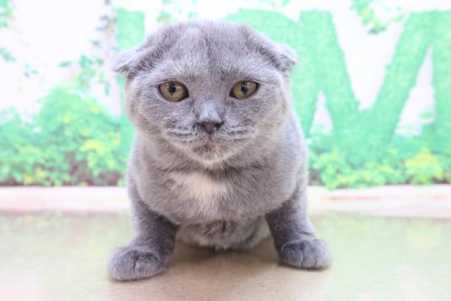 北海道のスコティッシュフォールド (Coo&RIKU函館店/2022年12月15日生まれ/女の子/ブルークリーム)の子猫