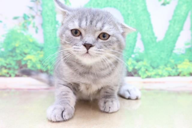 ブリティッシュショートヘアー