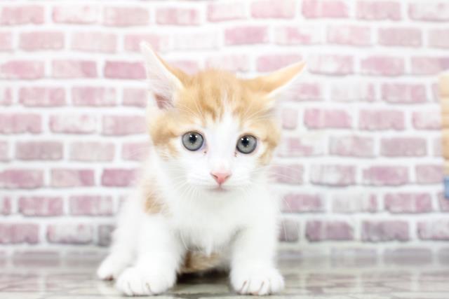 宮城県のマンチカン (Coo&RIKUイオンタウン古川店/2023年2月26日生まれ/女の子/レッドタビーホワイト)の子猫