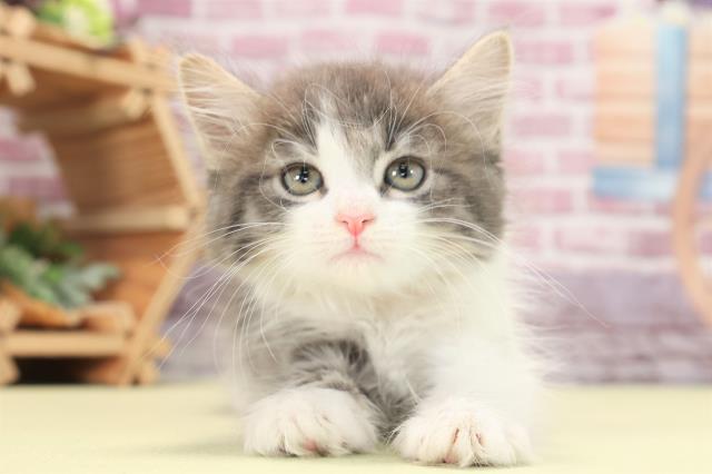 茨城県のノルウェージャンフォレストキャット (Coo&RIKU日立店/2023年2月25日生まれ/女の子/ブルータビーホワイト)の子猫