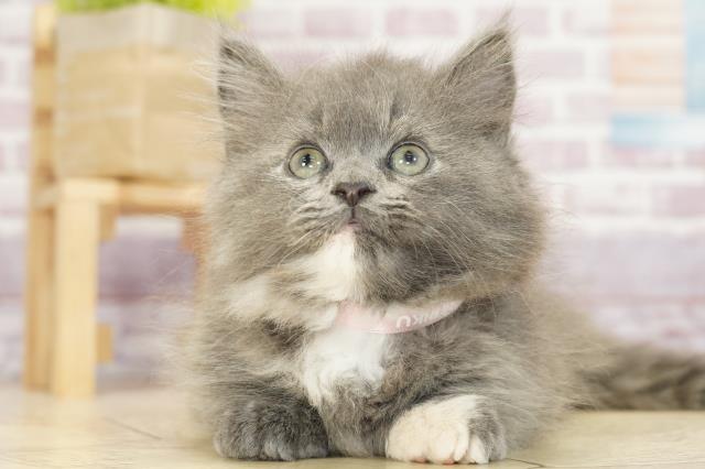 神奈川県のミヌエット (Coo&RIKU日吉店/2023年3月1日生まれ/女の子/ブルークリーム)の子猫