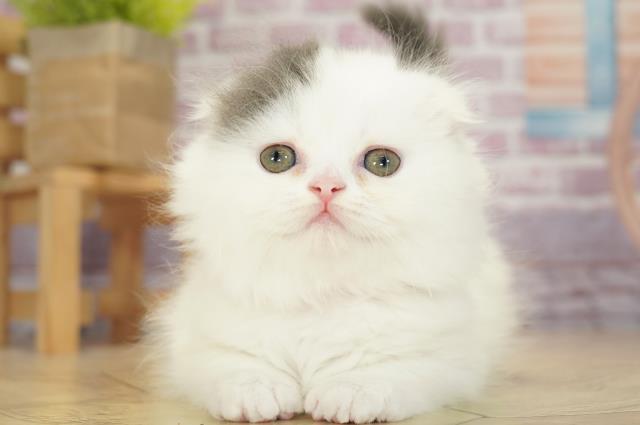 神奈川県のスコティッシュフォールド (Coo&RIKU相模原店/2023年3月1日生まれ/女の子/ブルータビーホワイト)の子猫