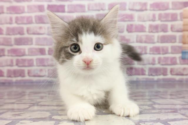 ノルウェージャン・フォレストキャット