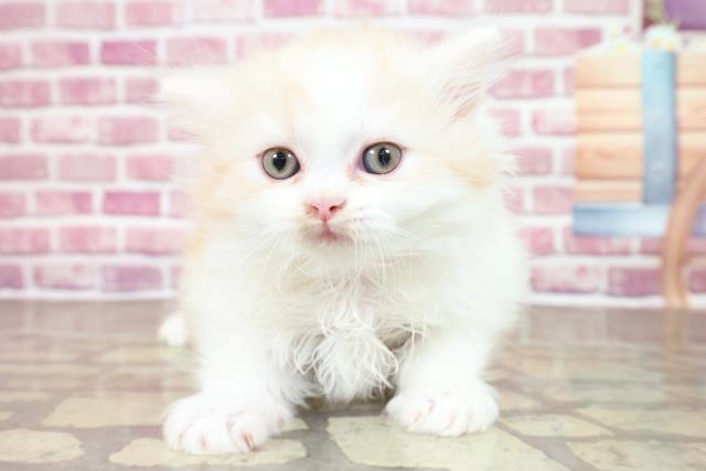 東京都のマンチカン (Coo&RIKU武蔵小山店/2023年3月3日生まれ/女の子/クリームタビーホワイト)の子猫