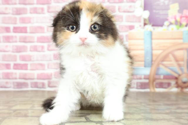 三重県のスコティッシュフォールド (Coo&RIKU四日市店/2023年3月4日生まれ/女の子/キャリコ)の子猫