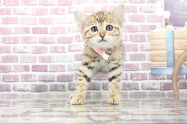 ベンガル
