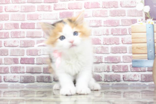 神奈川県のメインクーン (Coo&RIKU江の島店/2023年3月4日生まれ/女の子/キャリコ)の子猫