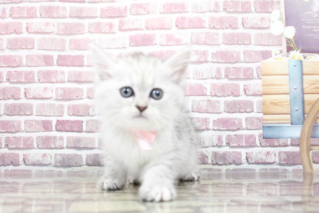 千葉県のミヌエット (Coo&RIKU南柏店/2023年3月3日生まれ/女の子/シルバーパッチドタビー)の子猫